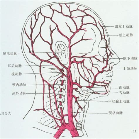 外頸動脈分支口訣